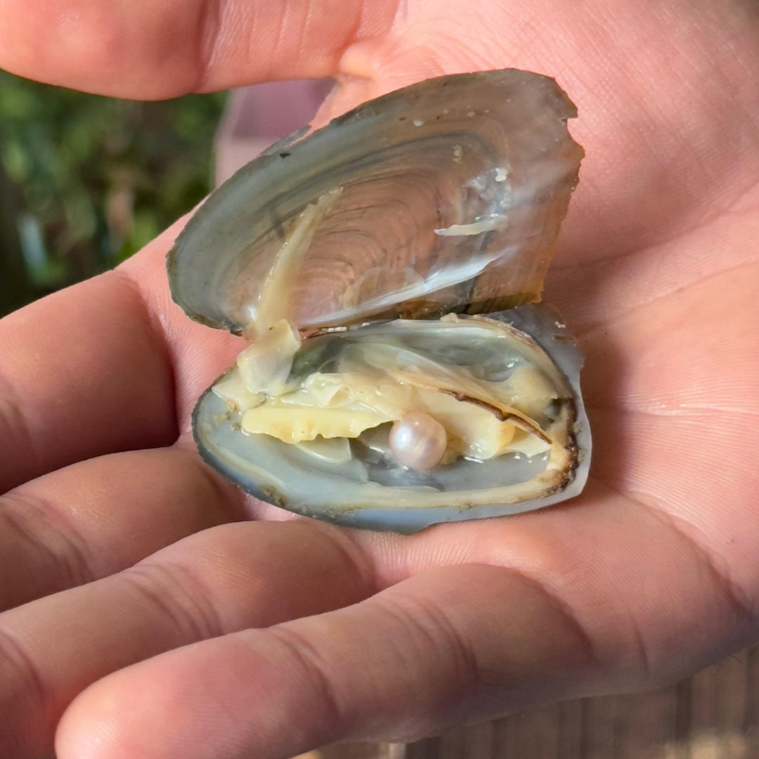Kit Perla Del Deseo🦪